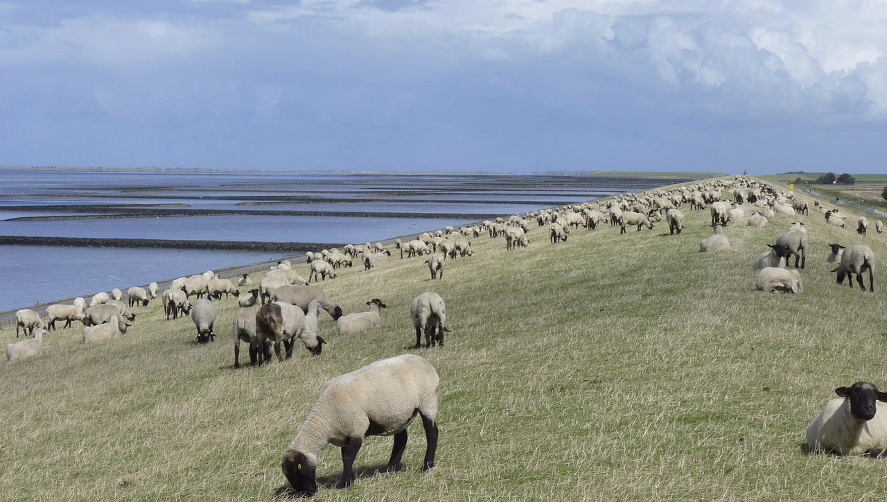 Warum Schafe und ihre Wolle so wichtig für unsere Landschaft sind 18 Schafherde auf einem Damm zur Landschaftspflege